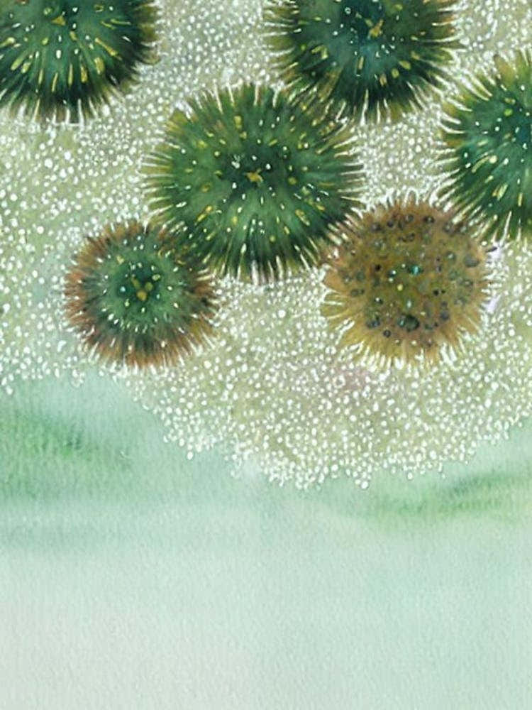 Sea Urchin Roe II Storybook Watercolour
