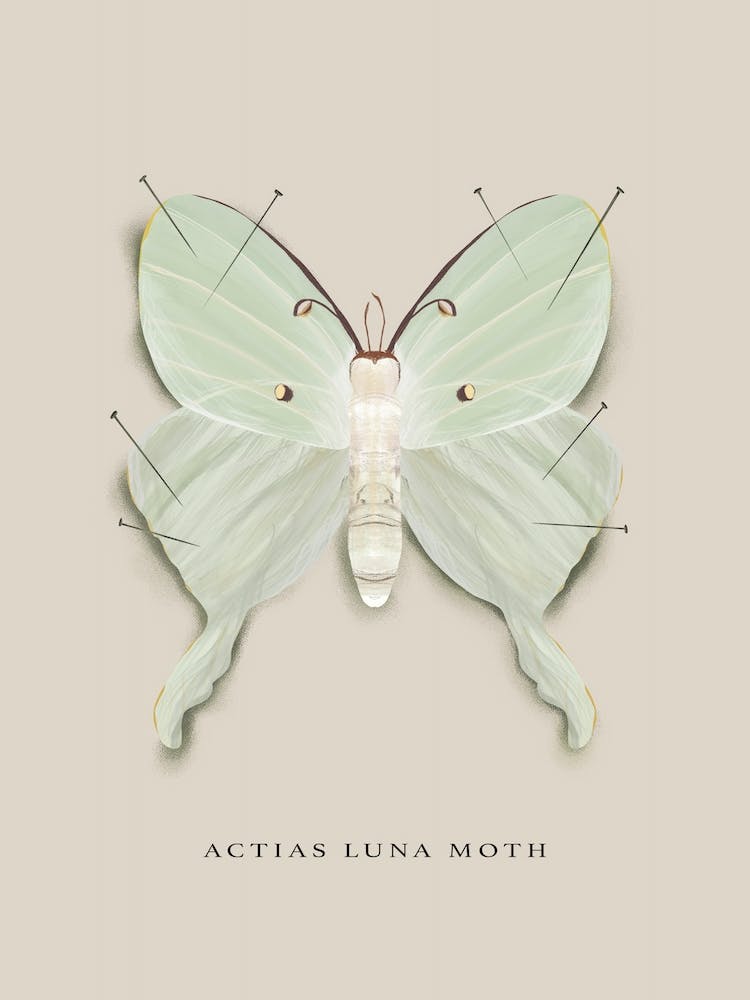 Luna Moth