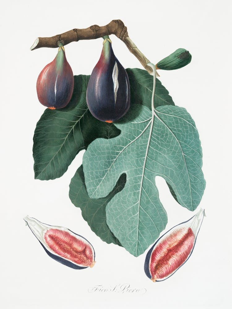 Fig (Figus Carica) From Pomona Italiana (1817 - 1839), Giorgio Gallesio