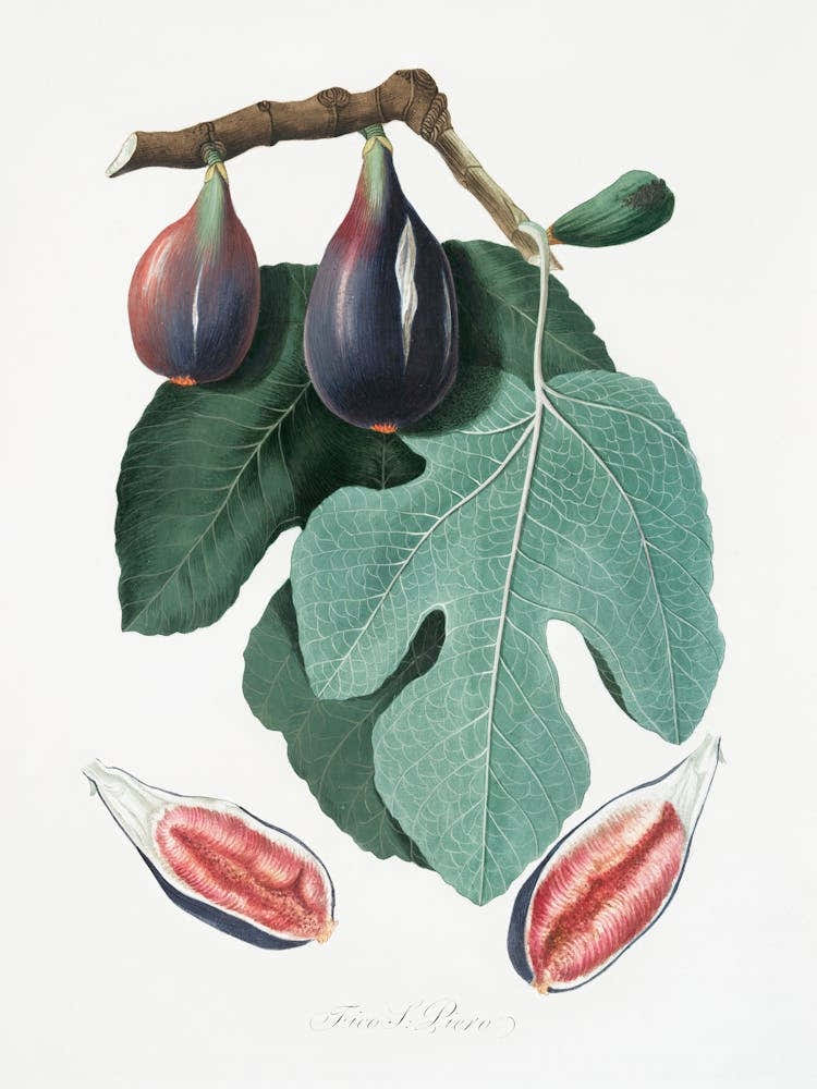 Fig (Figus Carica) From Pomona Italiana (1817 - 1839), Giorgio Gallesio