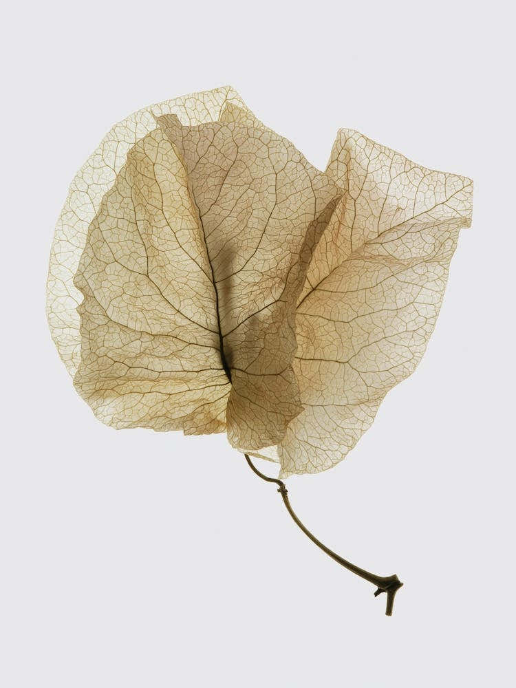 Bougainvillea Study 03