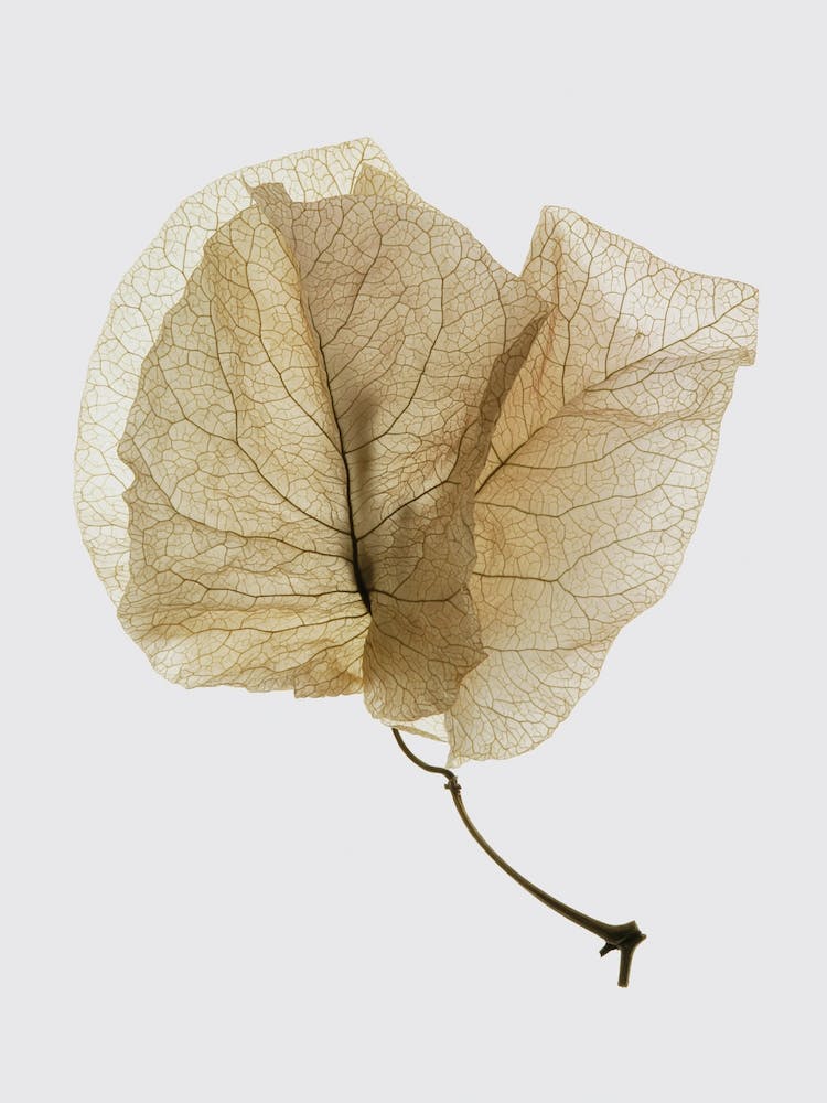 Bougainvillea Study 03