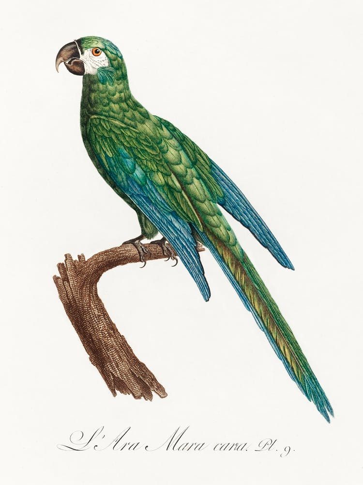 The Blue Winged Macaw From Natural History Of Parrots, Francois Levaillant 2