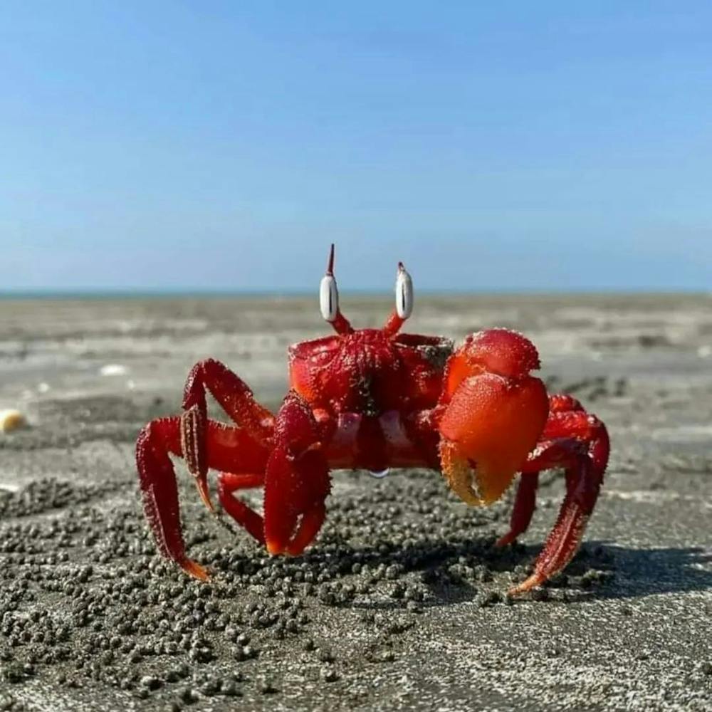 Red crab on sea beach
