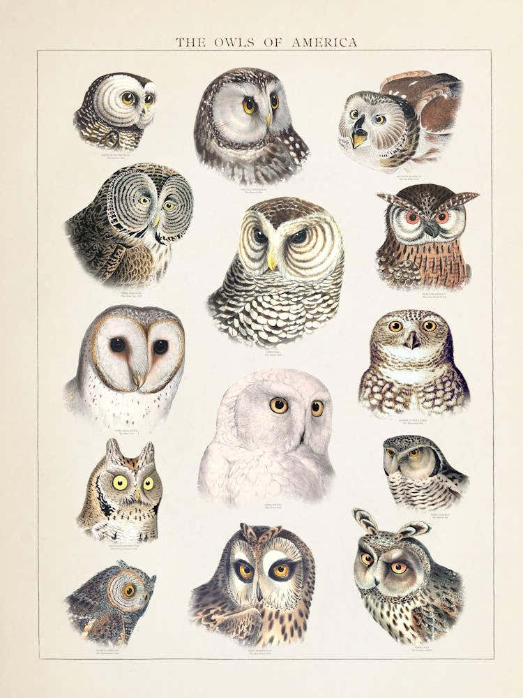 Owls Vintage Illustration