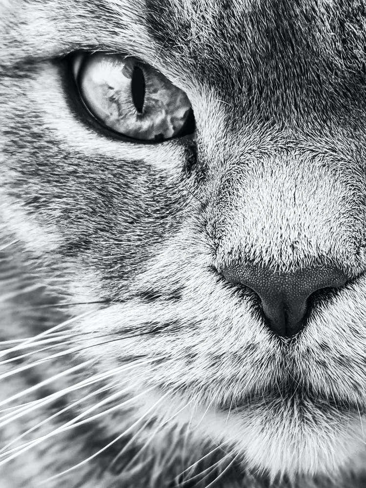Cat Portrait Black And White Animal Photography