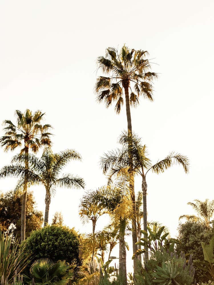 Malibu Palm Trees