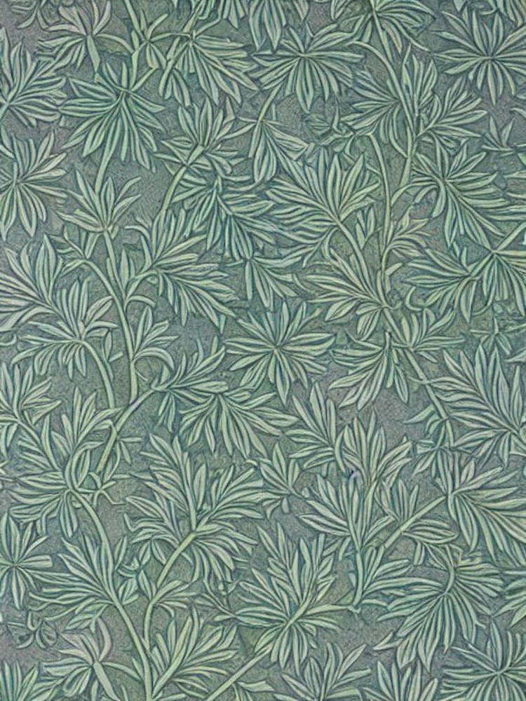 Western Red Cedar 2 tree Vintage Botanical