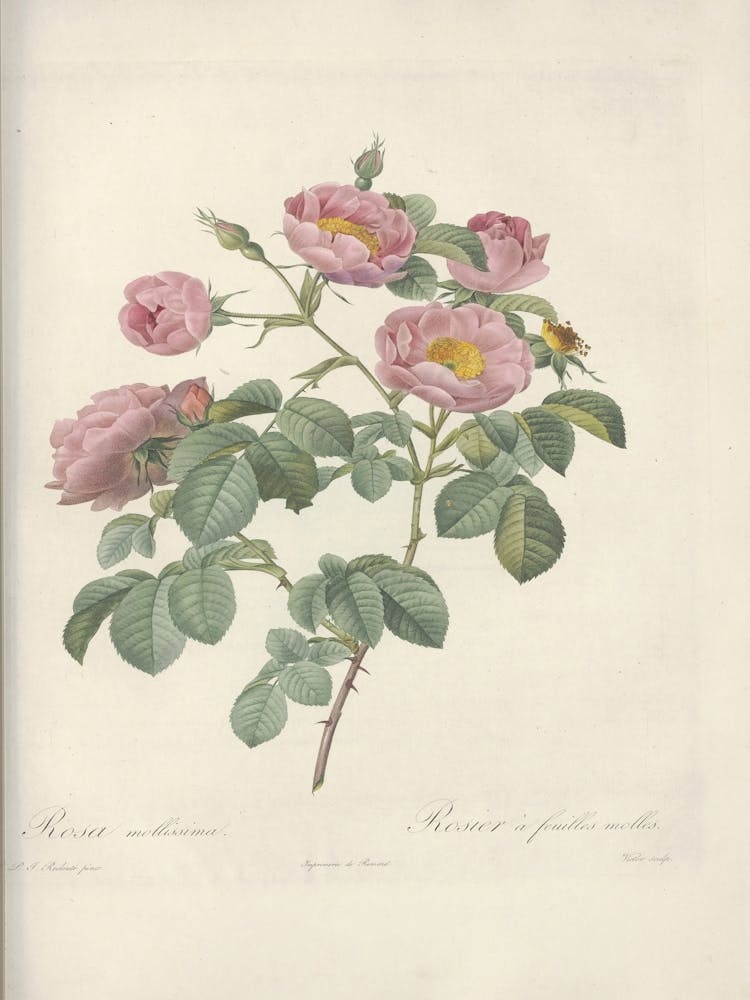 Rose Illustration, Pierre Joseph Redoute (33)