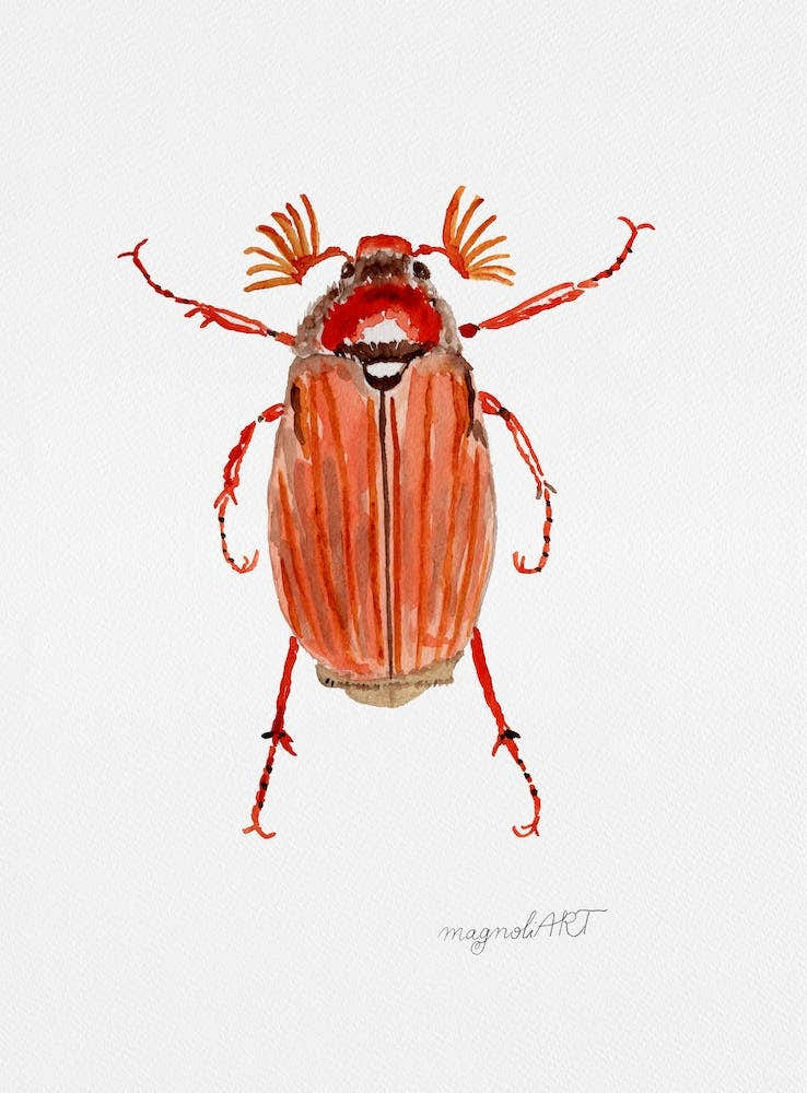 Melolontha hippocastani or forest cockchafer, watercolor artwork