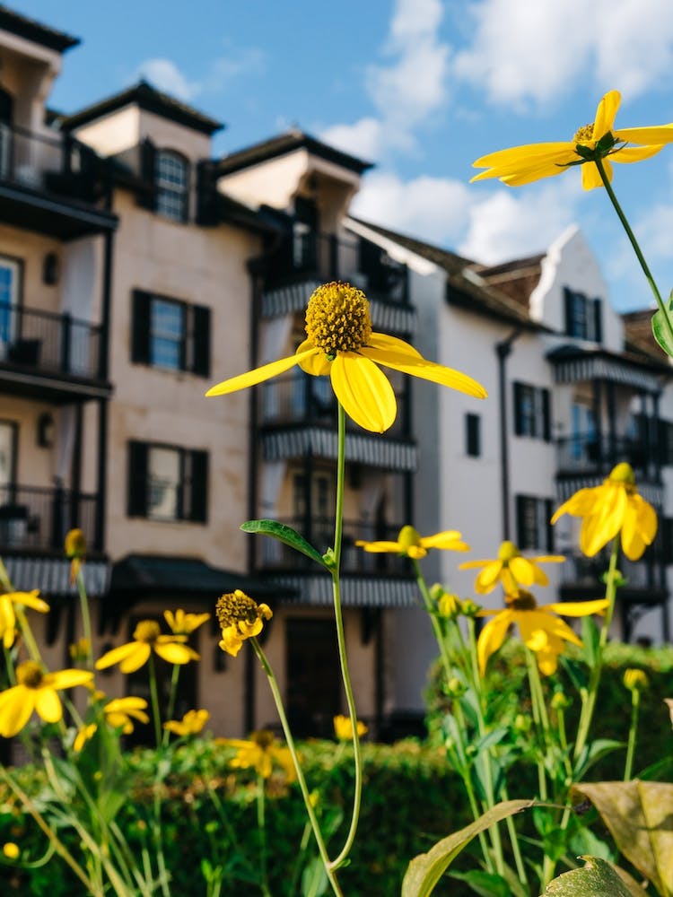 Rosemary Beach Blooms
