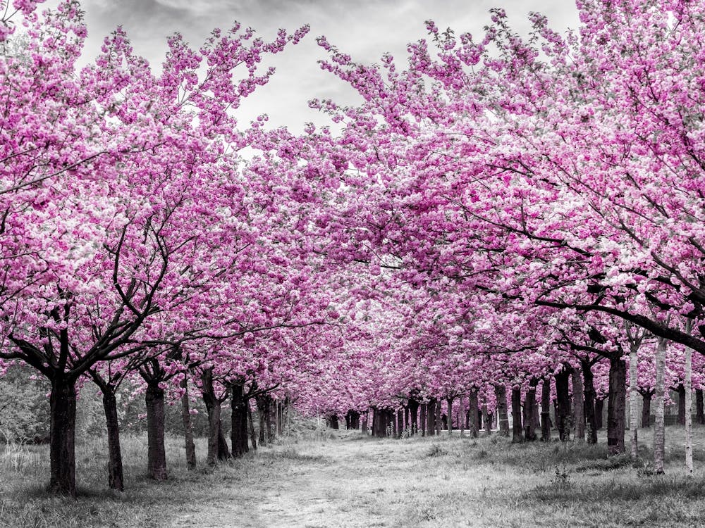 Cherry Trees In Perfect Bloom