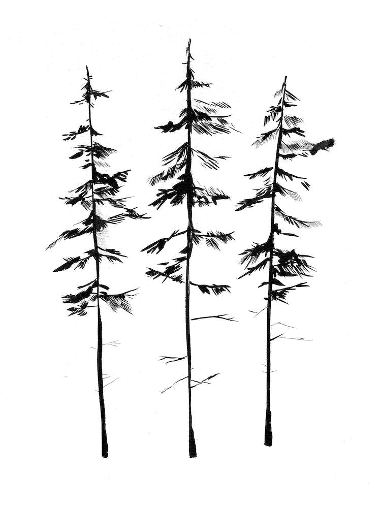 Pine Trees