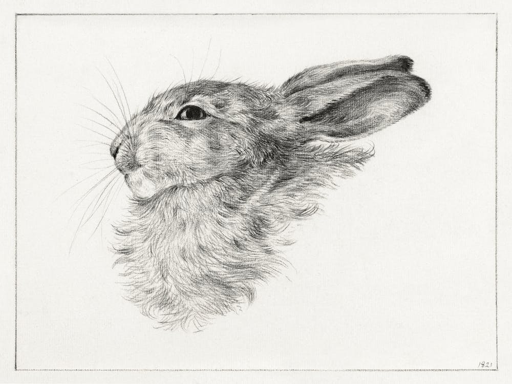 Head Of A Rabbit, Jean Bernard
