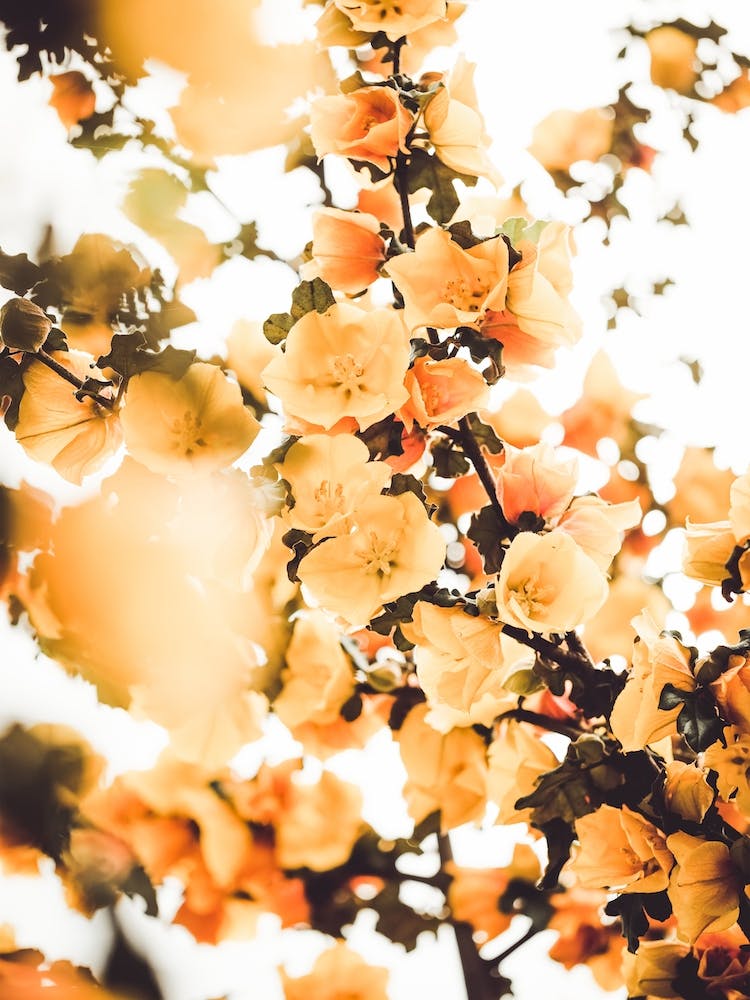 Golden Flower Blossoms