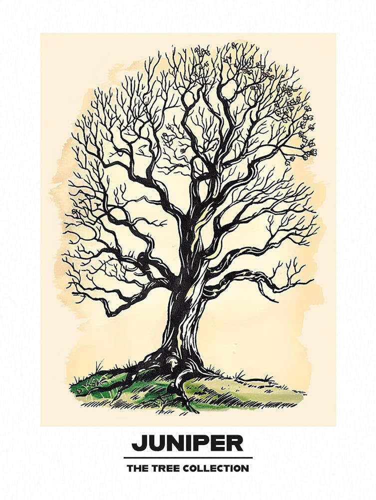 Juniper Tree Storybook Illustration 1 Poster
