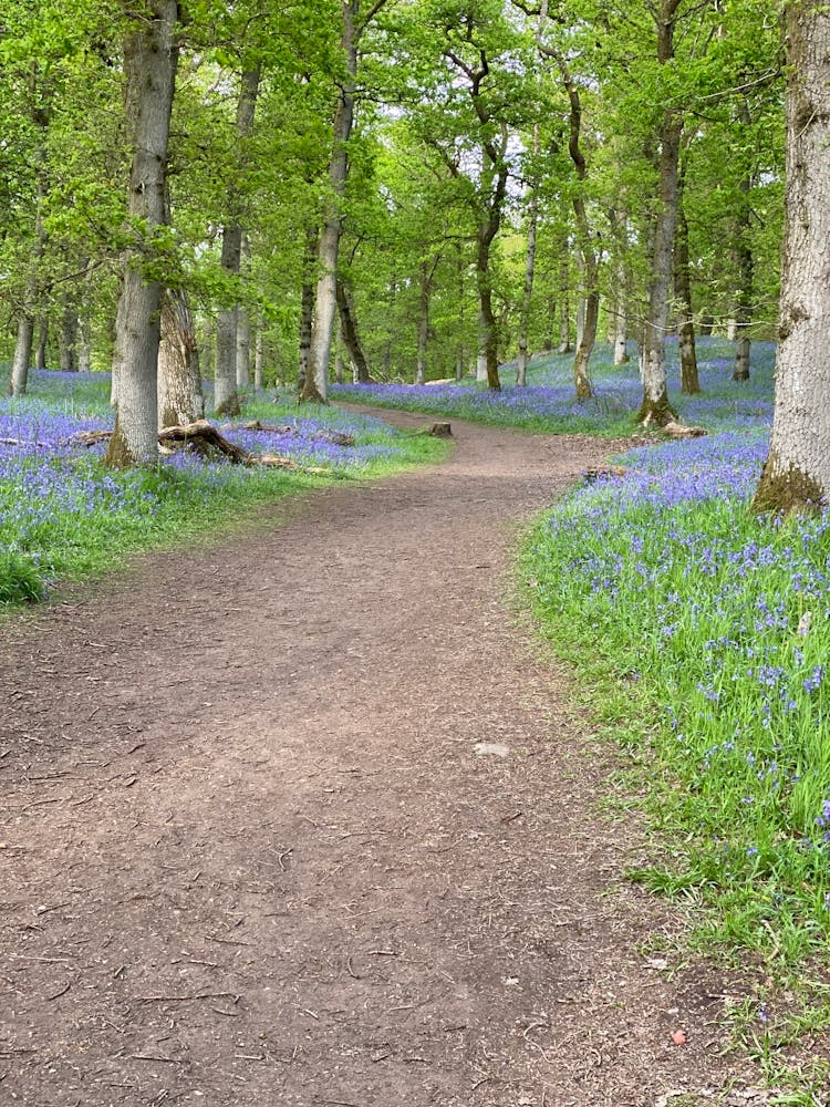 Bluebells In The Woods