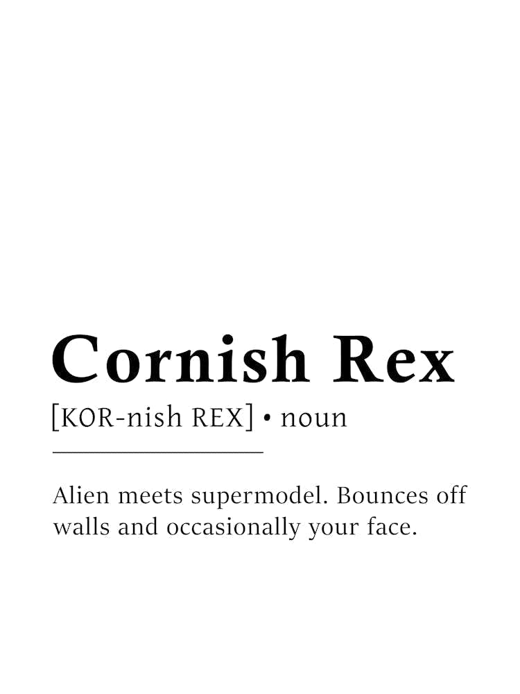 Cornish Rex Definition Poster - Dictionary