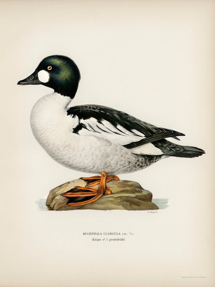 Bucephala Clangula, The Von Wright Brothers