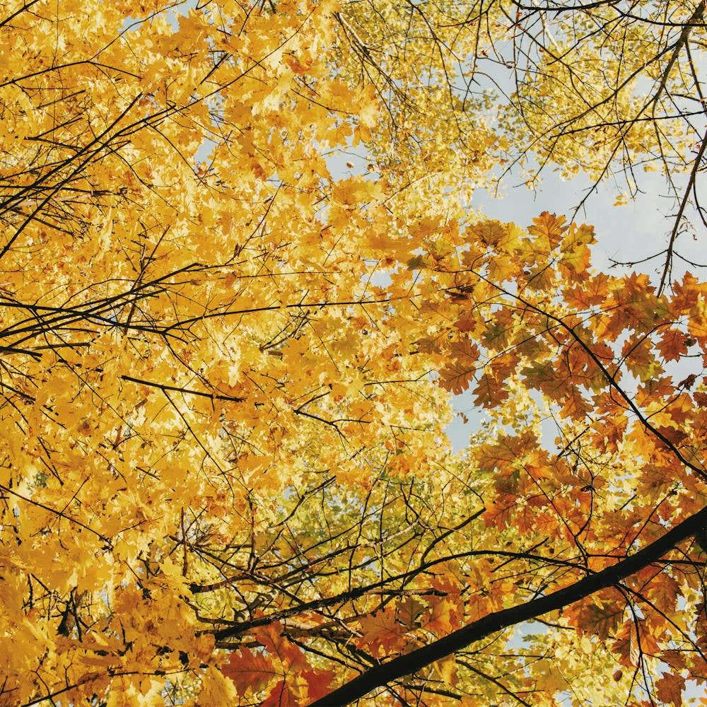 Yellow Autumn Leaves