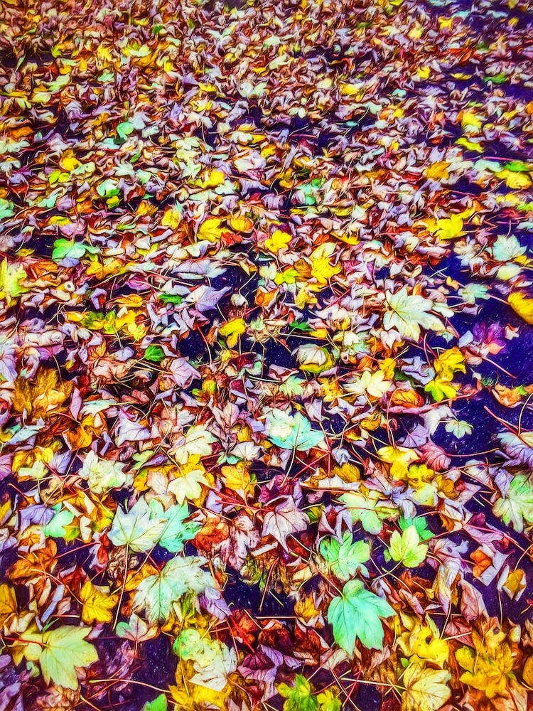 Carpet Of Fallen Leaves