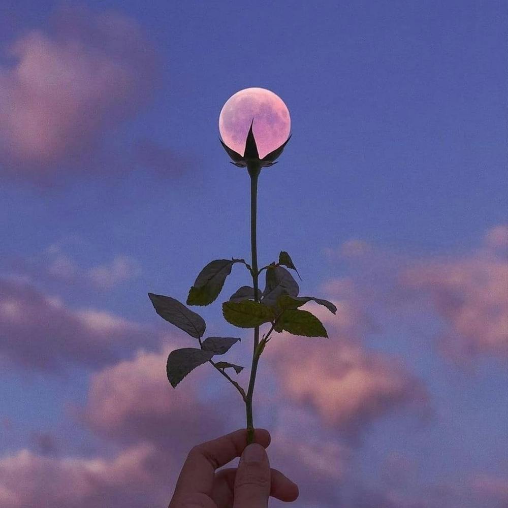 Pink Rose