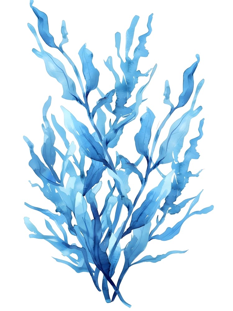 Seaweed 3
