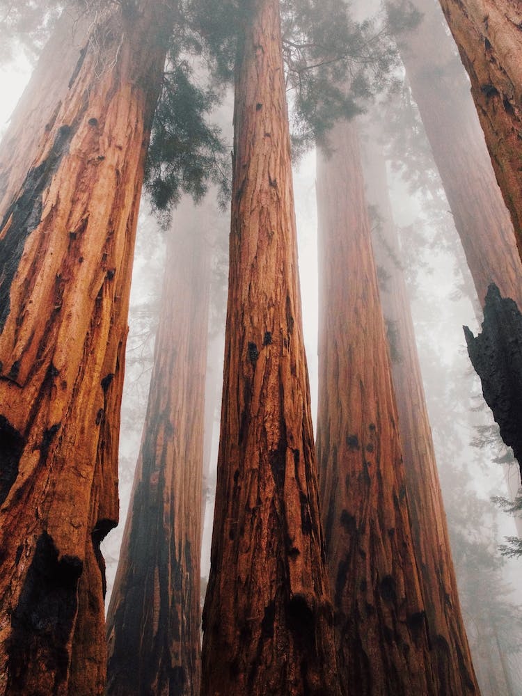 Redwood Trees