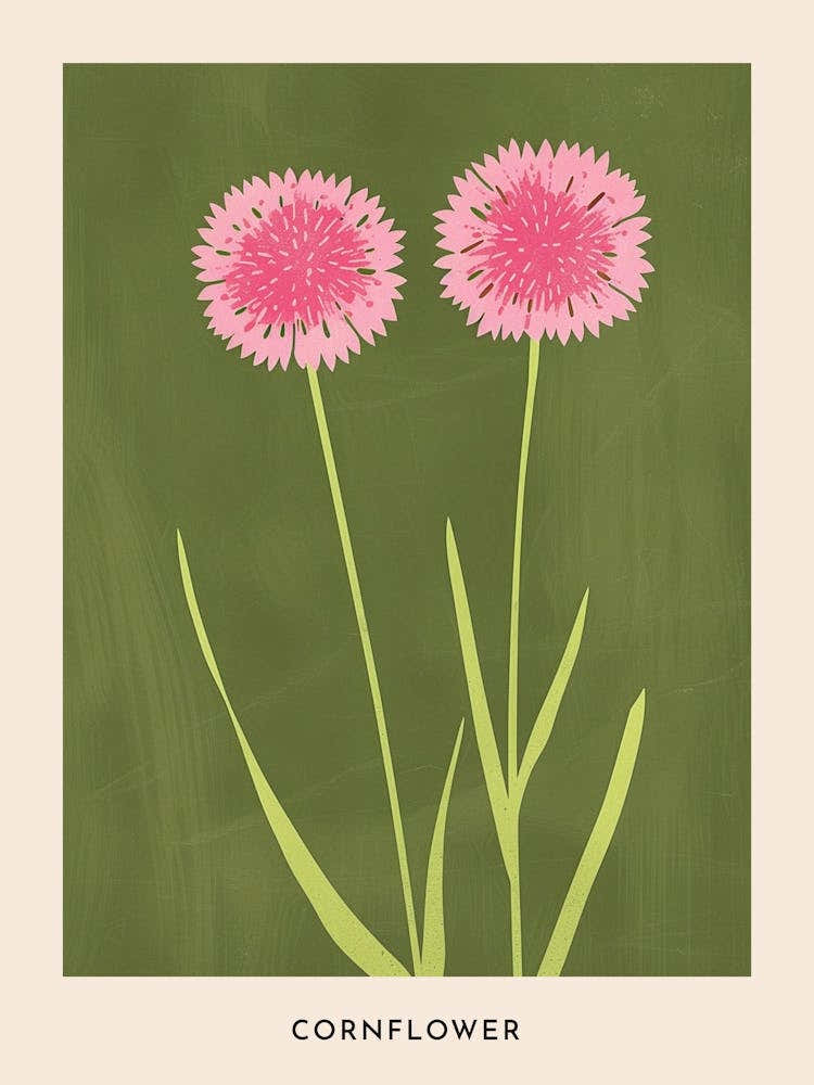 Pink & Green Cornflower 2 Flower Poster