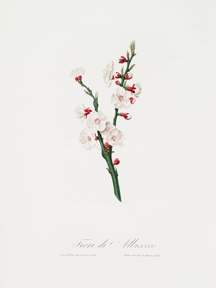 Apricot Flower (Prunus Armeniaca) From Pomona Italiana (1817 - 1839), Giorgio Gallesio