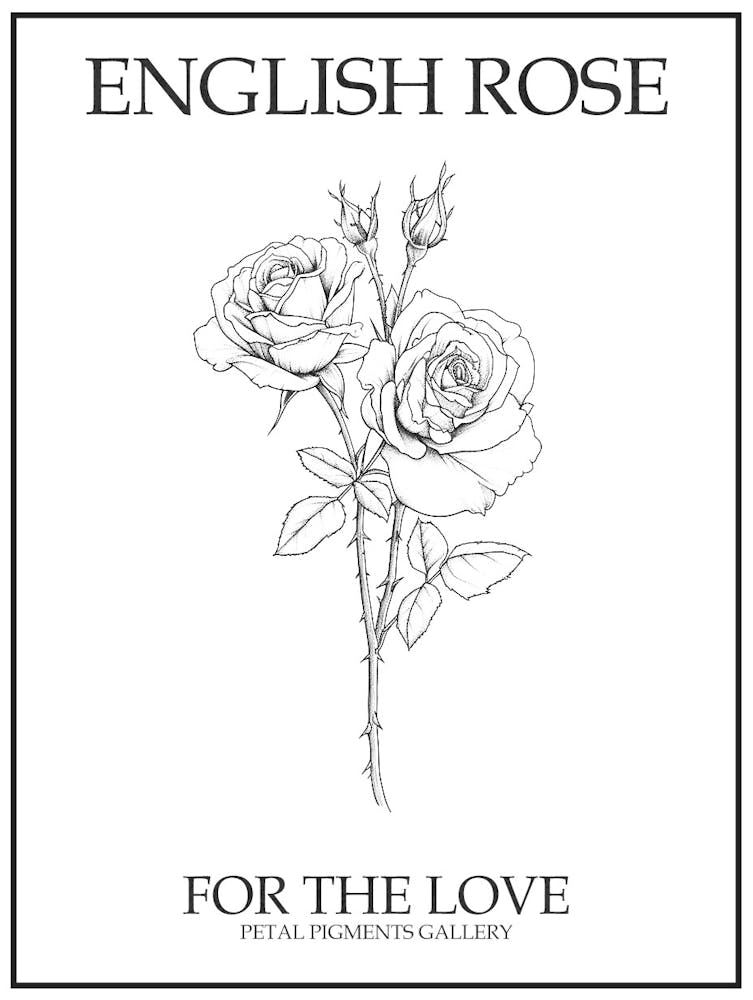 English Rose Black And White Line Drawing 14 Poster