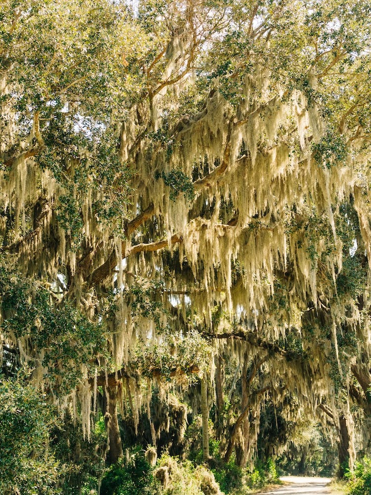 Savannah National Wildlife Refuge II