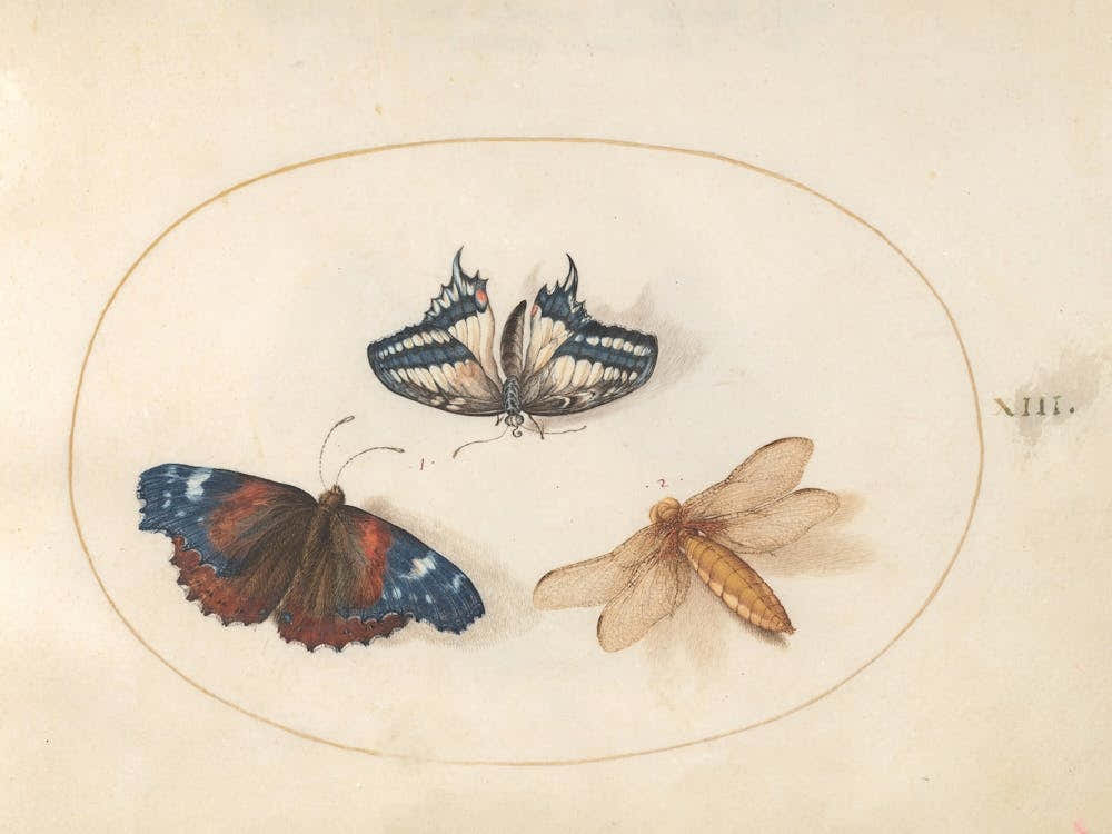 Two Butterflies and a Dragonfly(c. 1575-1580), Joris Hoefnagel