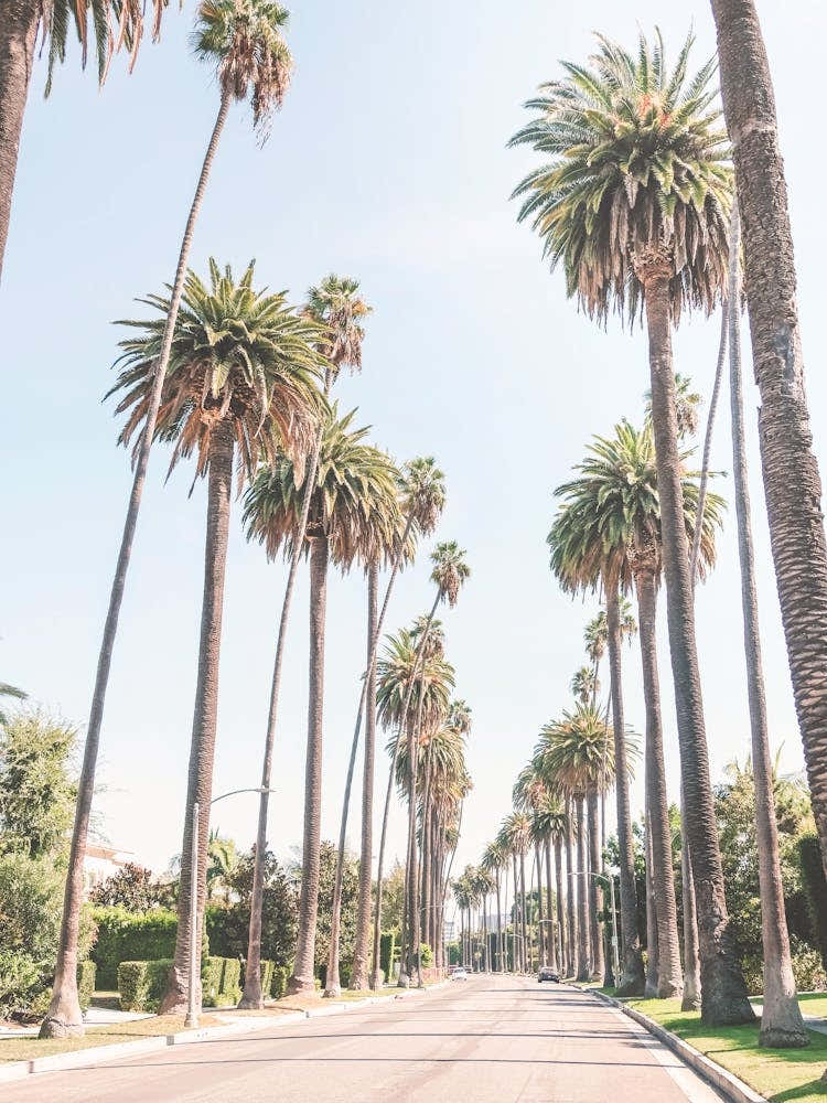 Los Angeles, USA I Under palm trees of Beverly Hills, celebrity villas with Californian architecture for minimalist retro vintage minimalist geometric composition photography in the light of sunset pastel aesthetic