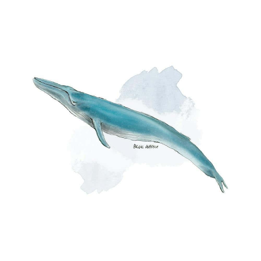 Blue Whale