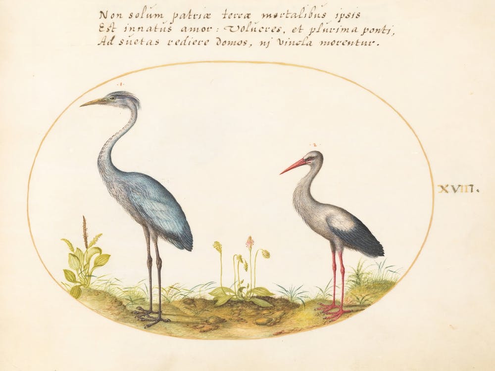 Animalia Volatilia et Amphibia (c. 1575-1580), Joris Hoefnagel (8)