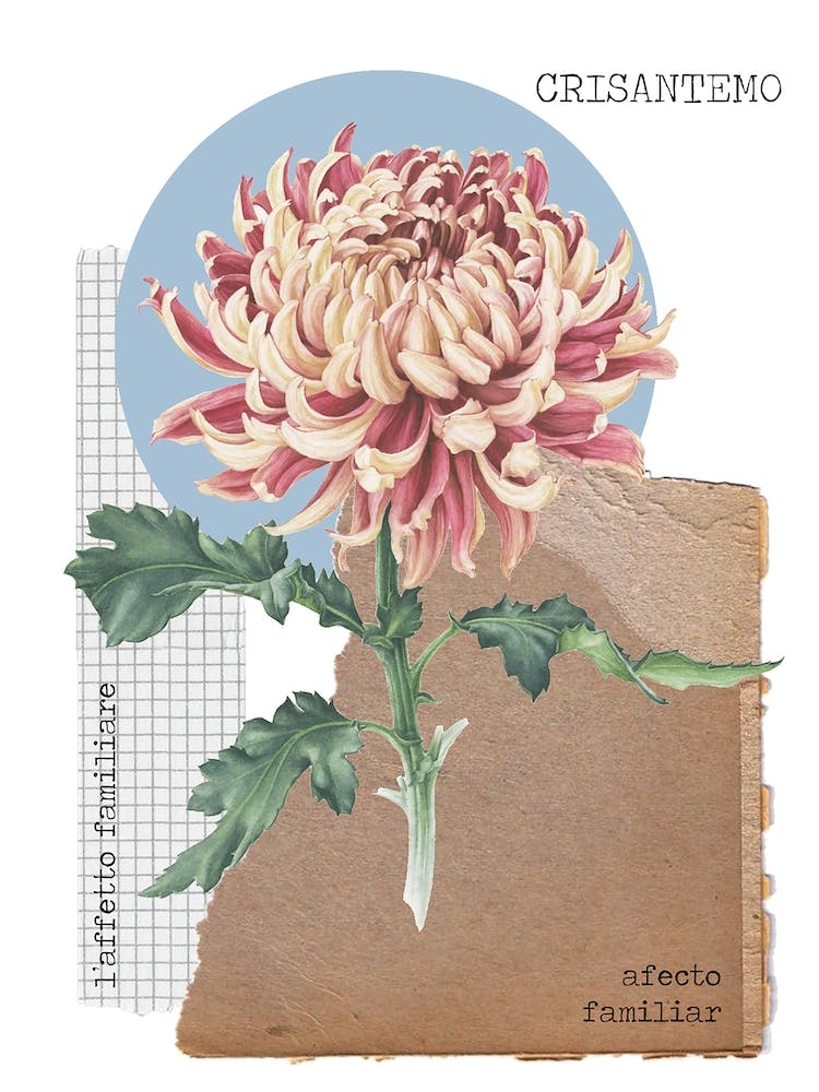 Crisantemo