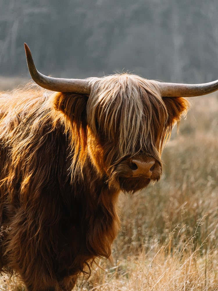 Highland Cow in the field | colorful travel photography