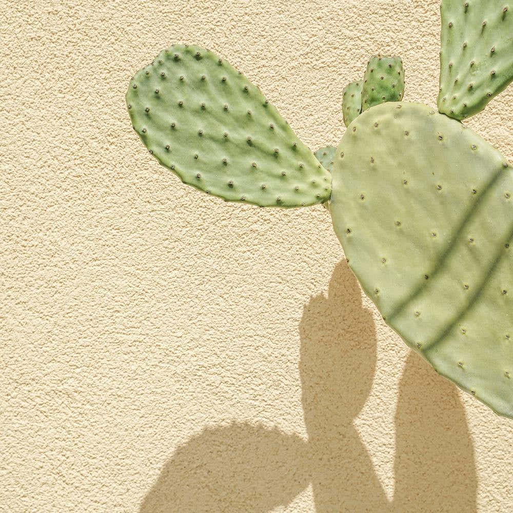 Cacti Shadowplay Square