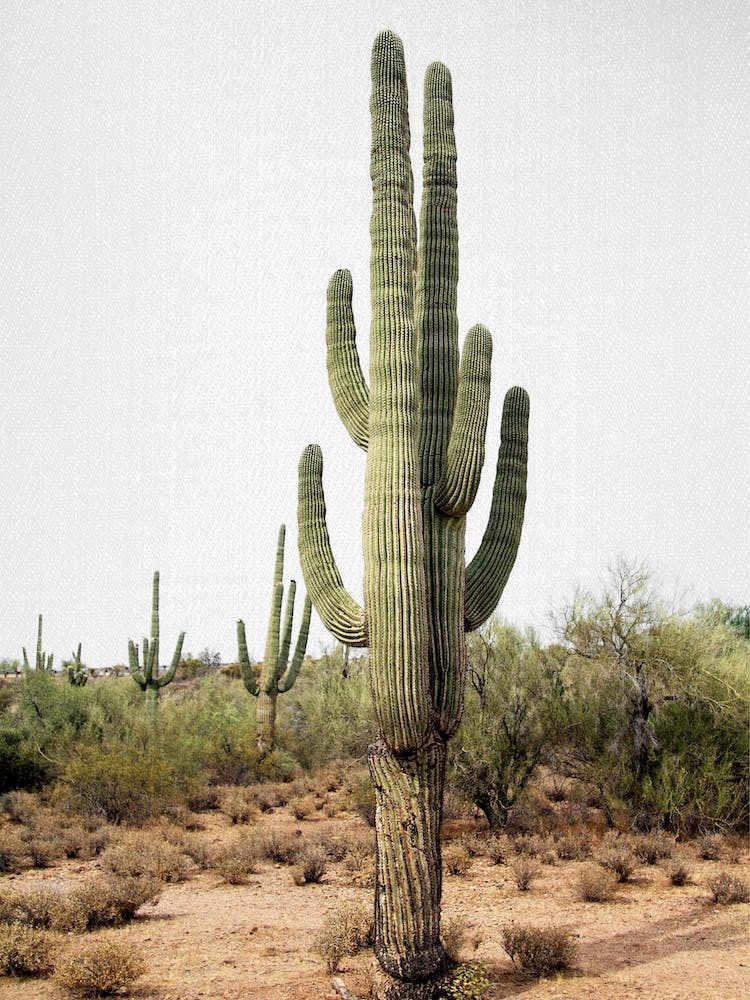 Arizona Cactus