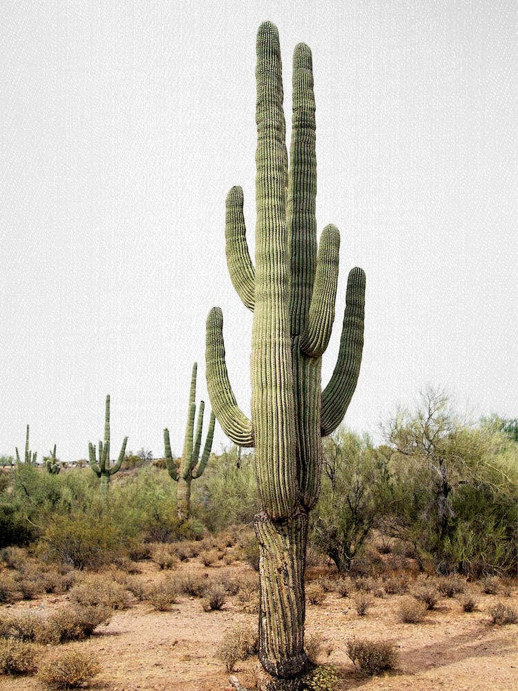 Arizona Cactus