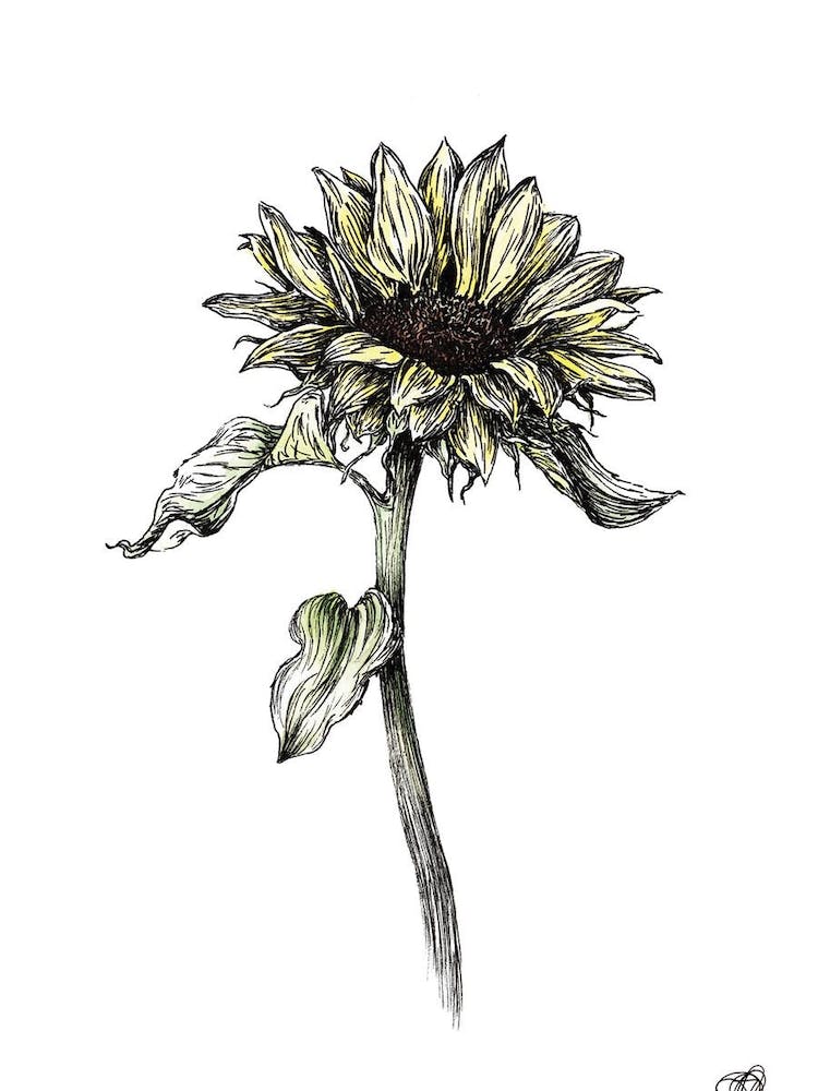 Watercolour Sunflower Right