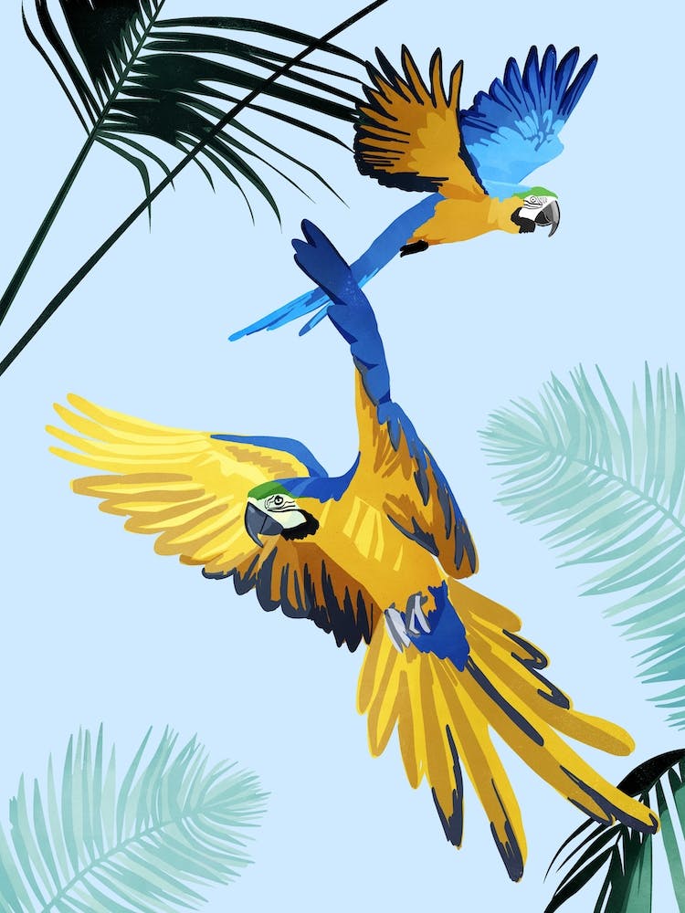 Flying Parrots