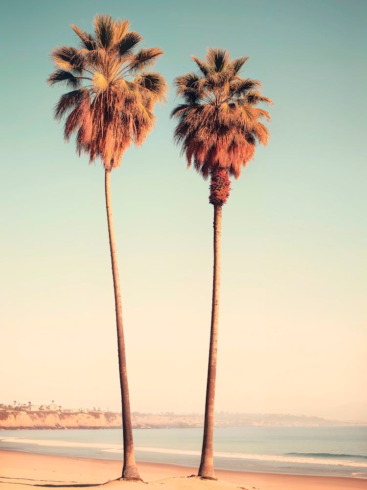 California Dreaming - Sunset Beach Palms