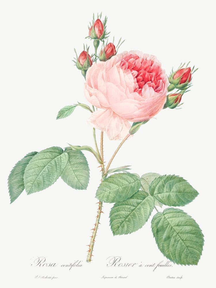Cabbage Rose, Pierre Joseph Redoute