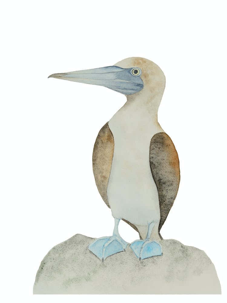 Blue-footed booby bird 2