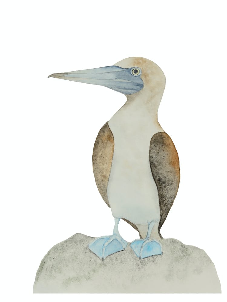 Blue-footed booby bird 2