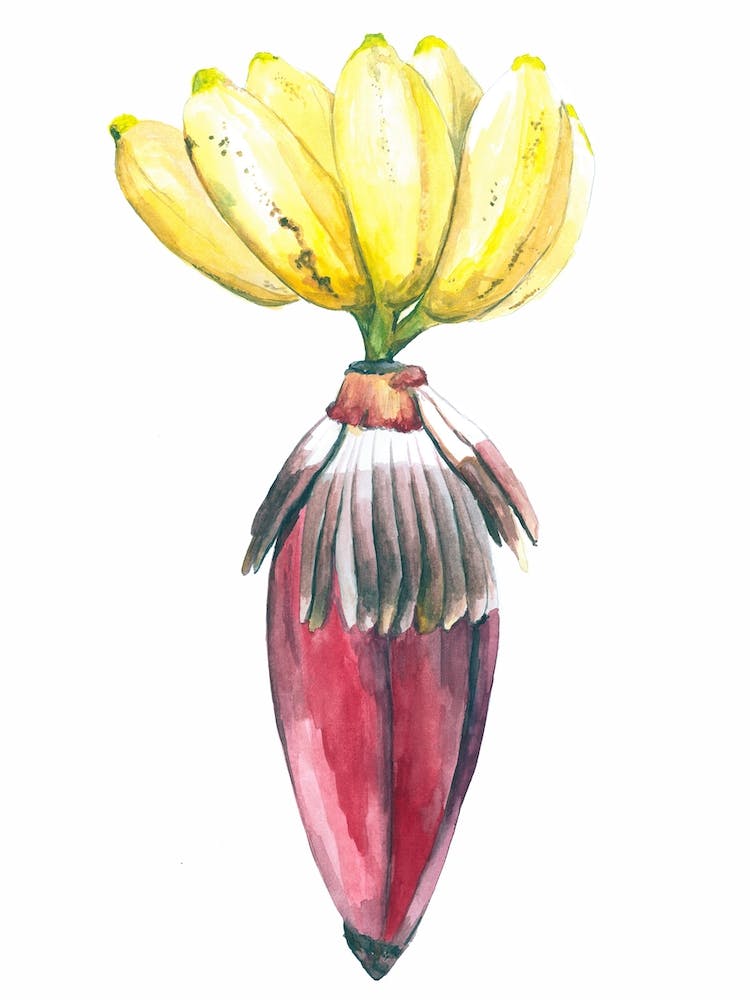Botanical Illustration  Banana