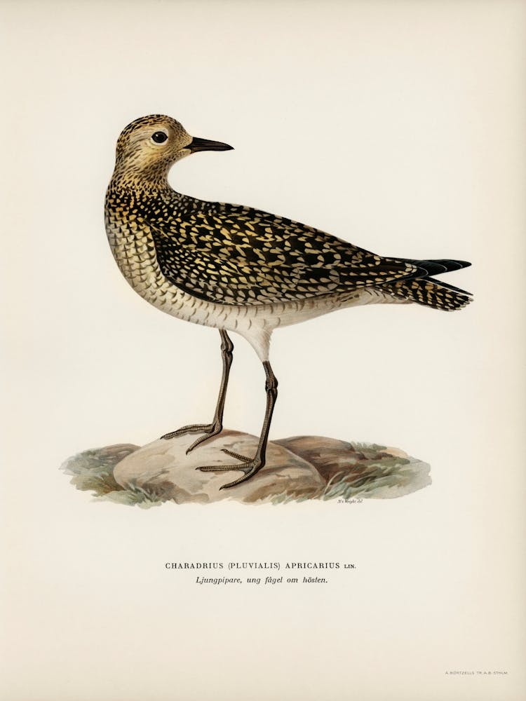 European Golden Plover, The Von Wright Brothers 1