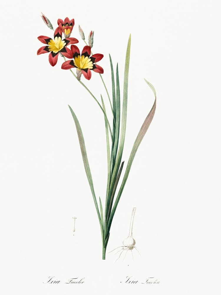 Ixia Tricolor Illustration, Pierre Joseph Redoute